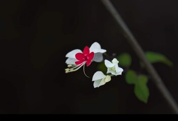 Beautiful blooming flower in garden 