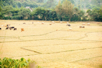 Lao villages in Lao Prabang district, January 10, 2024
