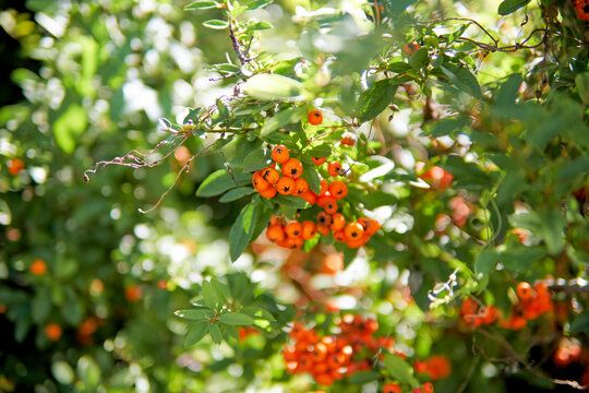 Close Up of Lowboy Scarlet Firethorn berries against green leaves