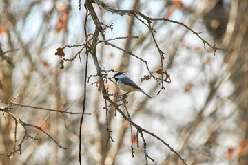 Carolina Chickadee perched in Texas oak tree with autumn orange leaves background