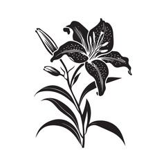 Silhouette Of Lily Flower isolated on white. Minimalist Illustration Style