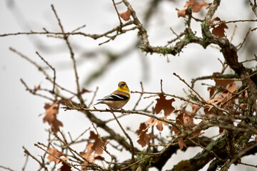 Male American Goldfinch perched in texas red oak tree in autumn