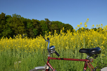 bicycle in the park - obrazy, fototapety, plakaty