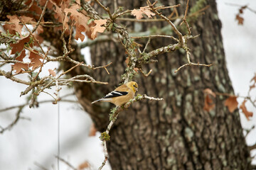 Male American Goldfinch perched in texas red oak tree in autumn