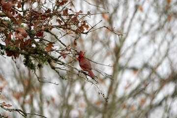 Red male Cardinal perched in Texas red oak tree against autumn winter orange background