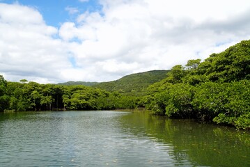 Fototapeta na wymiar Nakama River in Mangrove Forest, Iriomote Island - Okinawa