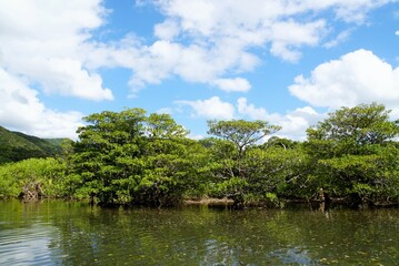 Fototapeta premium Nakama River in Mangrove Forest, Iriomote Island - Okinawa