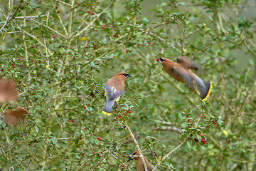 Cedar waxwings eating in Yaupon Holly tree with red berries
