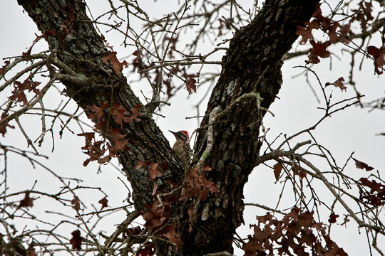 A ladderback woodpecker hiding in the crotch of an texas oak tree with autumn orange leaves
