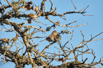Chipping sparrow perched in Texas oak tree with autumn orange leaves background