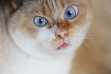 舌を出している猫の顔のクローズアップ　青い目　文句　驚いた顔の猫