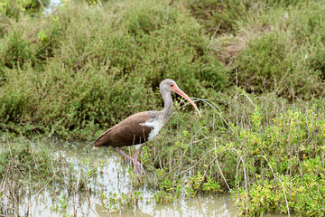 juvenile white ibis walking in wetland marsh
