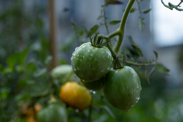 Vine of tomato plant with many big ripening organic tomatoes vegetables in garden