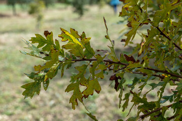 Truffle farm, cultivation of black winter Perigord truffles mushrooms, Tuber melanosporum, oak plantation, truffle hunting on fields with oak trees