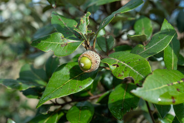 Obraz premium Truffle farm, cultivation of black winter Perigord truffles mushrooms, Tuber melanosporum, oak plantation, truffle hunting on fields with oak trees