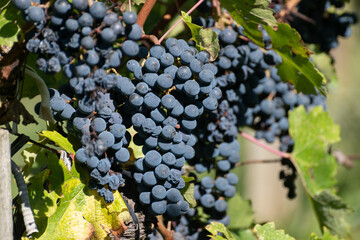 Vineyards in Pauillac with rows of red Cabernet Sauvignon grape of Haut-Medoc vineyards in Bordeaux, left bank of Gironde Estuary