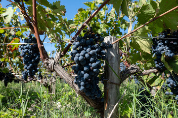 Vineyards in Pauillac village with rows of red Cabernet Sauvignon grape variety of Haut-Medoc...