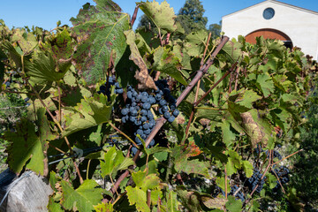 Vineyards in Pauillac village with rows of red Cabernet Sauvignon grape variety of Haut-Medoc...