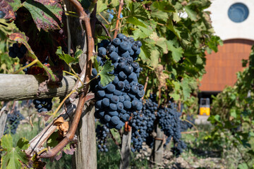 Vineyards in Pauillac village with rows of red Cabernet Sauvignon grape variety of Haut-Medoc...