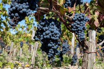 Naklejka premium Vineyards in Pauillac village with rows of red Cabernet Sauvignon grape variety of Haut-Medoc vineyards in Bordeaux, left bank of Gironde Estuary, France, ready to harvest