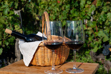 Tasting of Bordeaux blended red wine on green vineyards with rows of red Cabernet Sauvignon grape...