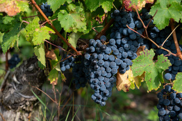 Green vineyards with rows of red Cabernet Sauvignon grape variety of Haut-Medoc vineyards in...