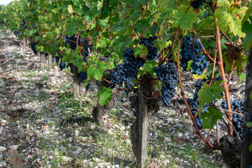 Green vineyards with rows of red Cabernet Sauvignon grape variety of Haut-Medoc vineyards in Bordeaux, left bank of Gironde Estuary, France, ready to harvest