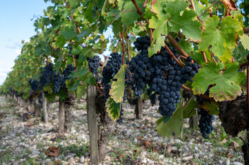 Green vineyards with rows of red Cabernet Sauvignon grape variety of Haut-Medoc vineyards in...