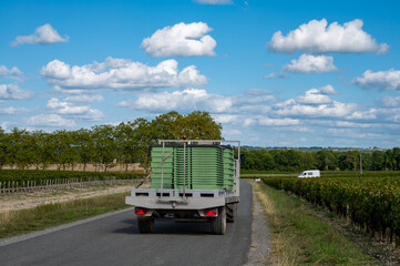Harvesting works on vineyards with rows of red Cabernet Sauvignon grape variety of Haut-Medoc...
