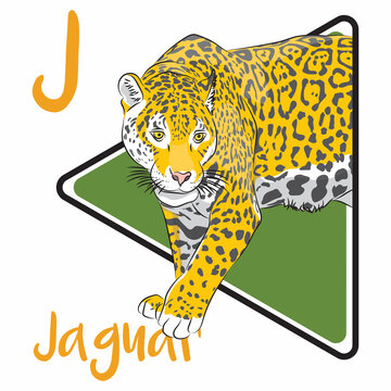 Jaguar is a large cat species and the only living member of the genus Panthera native to the Americas. Jaguars are classified as near-threatened by the IUCN