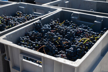 Plastic boxes with grapes, harvest works in Saint-Emilion wine making region on right bank of...