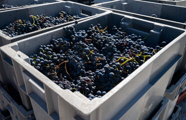 Plastic boxes with grapes, harvest works in Saint-Emilion wine making region on right bank of...