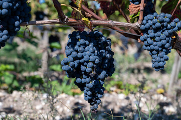 Vineyards in Pauillac village with rows of red Cabernet Sauvignon grape variety of Haut-Medoc...
