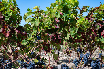 Fototapeta premium Vineyards in Pauillac village with rows of red Cabernet Sauvignon grape variety of Haut-Medoc vineyards in Bordeaux, left bank of Gironde Estuary, France, ready to harvest