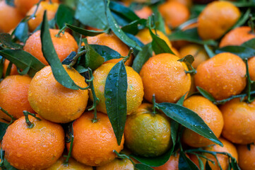 Fresh ripe organic Spanish mandarins citrus fruits on market close up