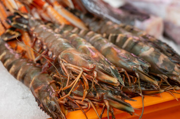 Assortment of fresh daily catch of prawns, shrimps, fishes, seashells, molluscs on ice on fish market in France