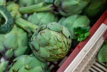 Fresh giant ripe green artichokes from Brittany on market in France