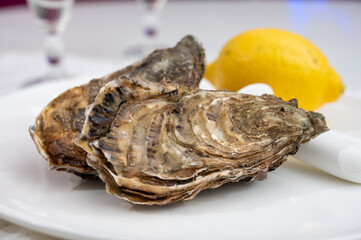 Fresh big french, dutch, pacific or japanese oysters molluscs, size number 1, served with fresh lemon, raw sea food