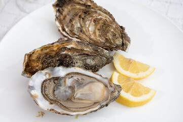 Fresh big french, dutch, pacific or japanese oysters molluscs, size number 1, served with fresh lemon, raw sea food