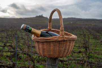 Bottle of Champagne wine in basket on Champagne grand cru vineyards near Verzenay, grape vines...
