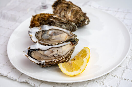 Fresh big french, dutch, pacific or japanese oysters molluscs, size number 1, served with fresh lemon, raw sea food