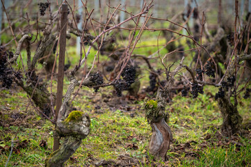 Naklejka na ściany i meble Winter time on Champagne grand cru vineyard near Verzenay and Mailly, rows of old grape vines without leave, wine making in France