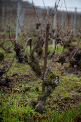 Winter time on Champagne grand cru vineyard near Verzenay and Mailly, rows of old grape vines without leave, wine making in France