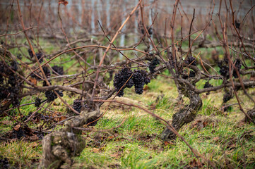 Winter time on Champagne grand cru vineyard near Verzenay and Mailly, rows of old grape vines without leave, wine making in France