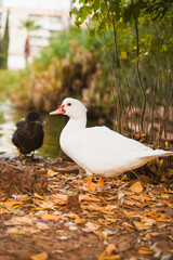 White and brown ducks by a pond with fall leaves.