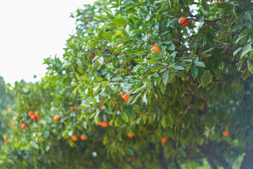 Orange tree laden with fruit, overcast sky in the background.