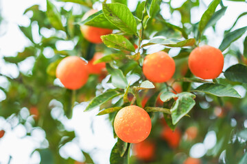 Ripe oranges hanging on the branches of a lush tree.