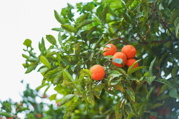 Cluster of ripe oranges nestled among vibrant green leaves.