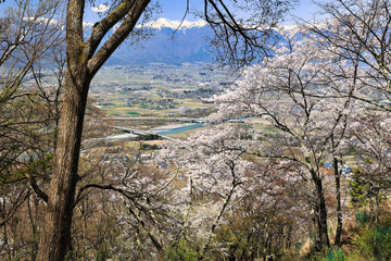 光城山の桜と冠雪の北アルプス