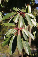 False daphne leaves reflecting sunlight